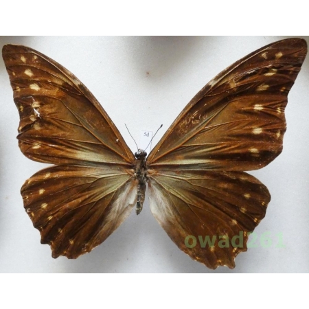Morpho telemachus (Linnaeus, 1758) Brazil 115mm5d
